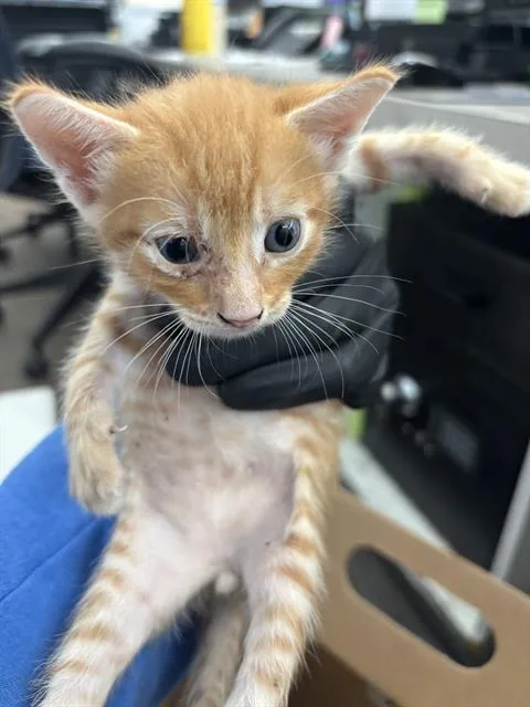 A baby medium-sized male Domestic Short Hair cat named Cane for adoption in Dallas, TX