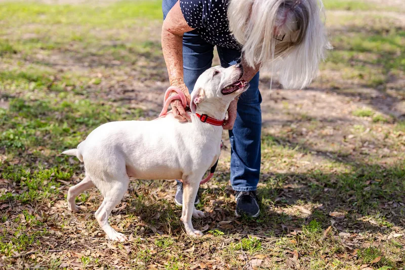 A young medium-sized female White / Cream Labrador Retriever dog named Anika for adoption in Sadler, TX