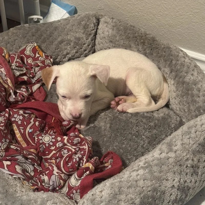 A baby medium-sized male White / Cream Pit Bull Terrier dog named Jett for adoption in Austin, TX