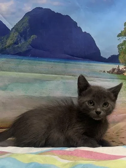 A baby small-sized female Domestic Short Hair cat named Monstera for adoption in San Antonio, TX
