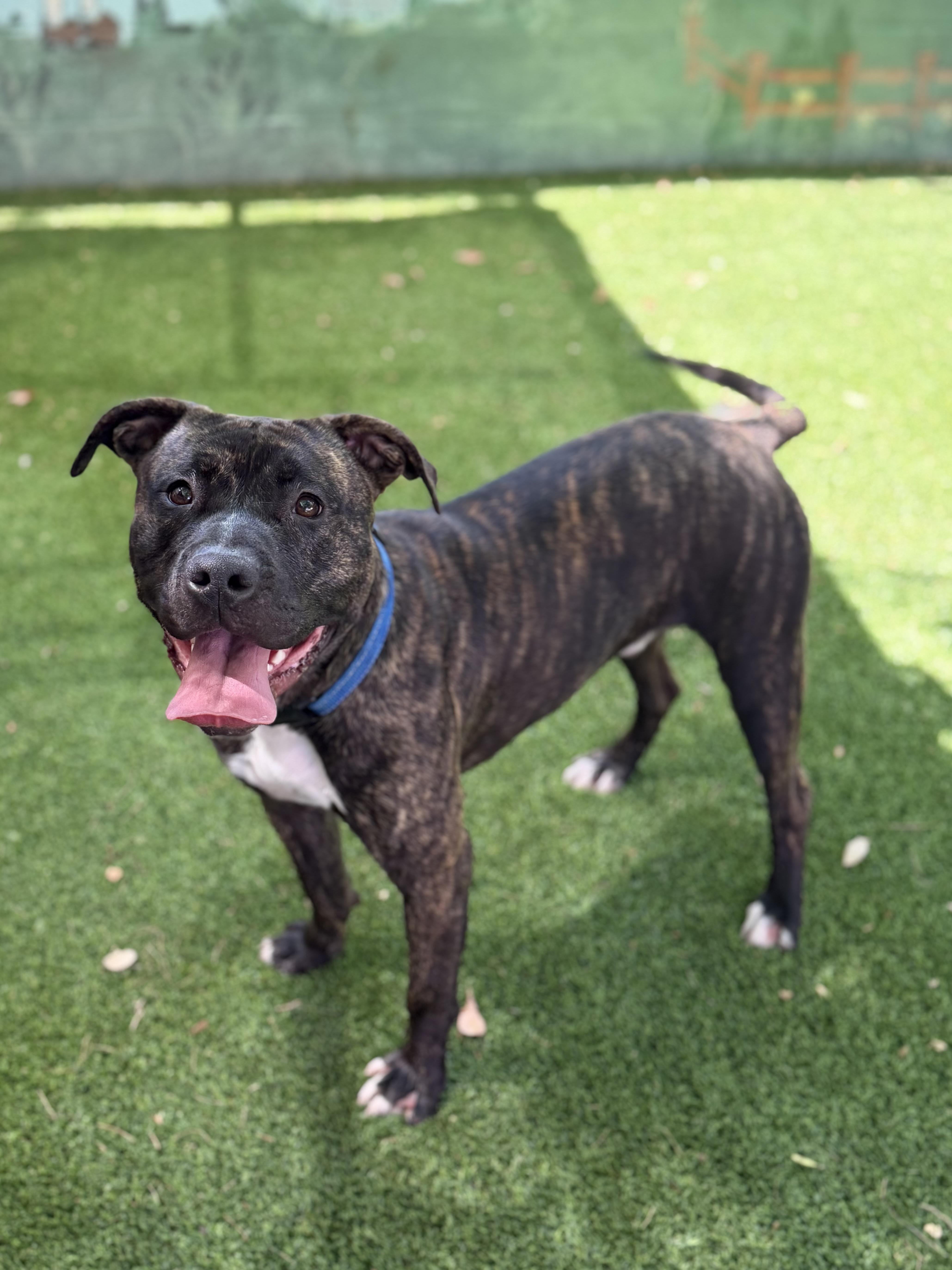 An adult medium-sized male Brindle American Staffordshire Terrier dog named Reggie for adoption in Glendale, AZ