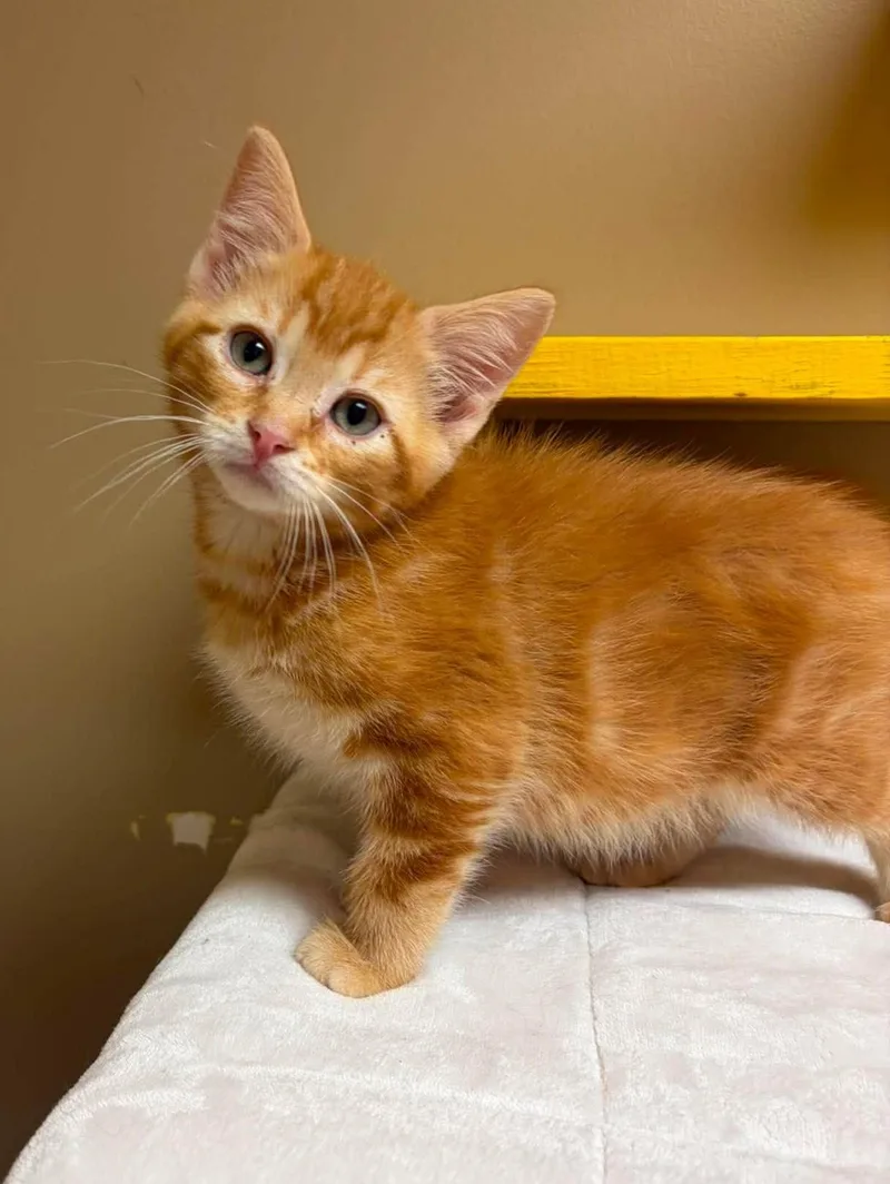 A baby medium-sized male Tabby (Orange / Red) Domestic Short Hair cat named Gouda for adoption in Maryville, MO
