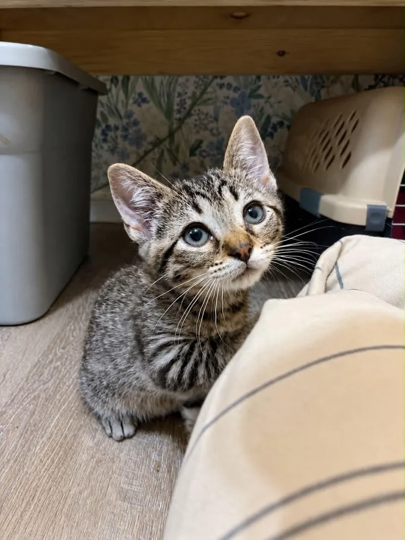 A baby small-sized male Tabby cat named Yax C Grace for adoption in Saunderstown, RI