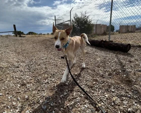 A young medium-sized male Mixed Breed dog named Cashew for adoption in Santa Fe, NM