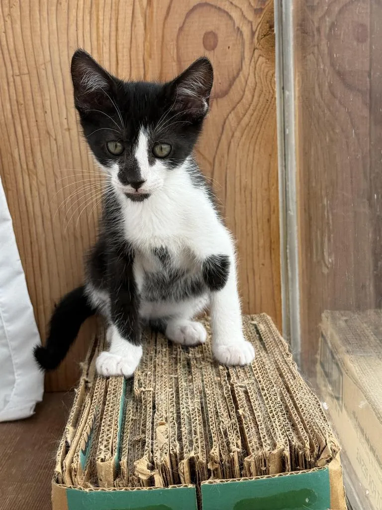 A baby medium-sized male Domestic Short Hair cat named Canali for adoption in Athens, OH