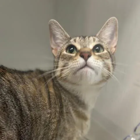 An adult medium-sized female Brown / Chocolate Domestic Short Hair cat named Angel for adoption in Marshall, TX