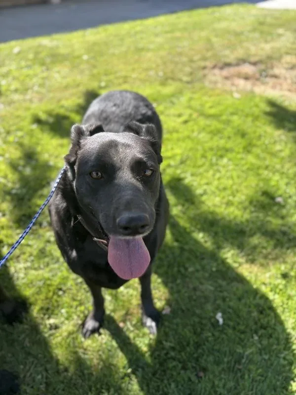 An adult large-sized female Labrador Retriever dog named Betsy for adoption in Victorville, CA