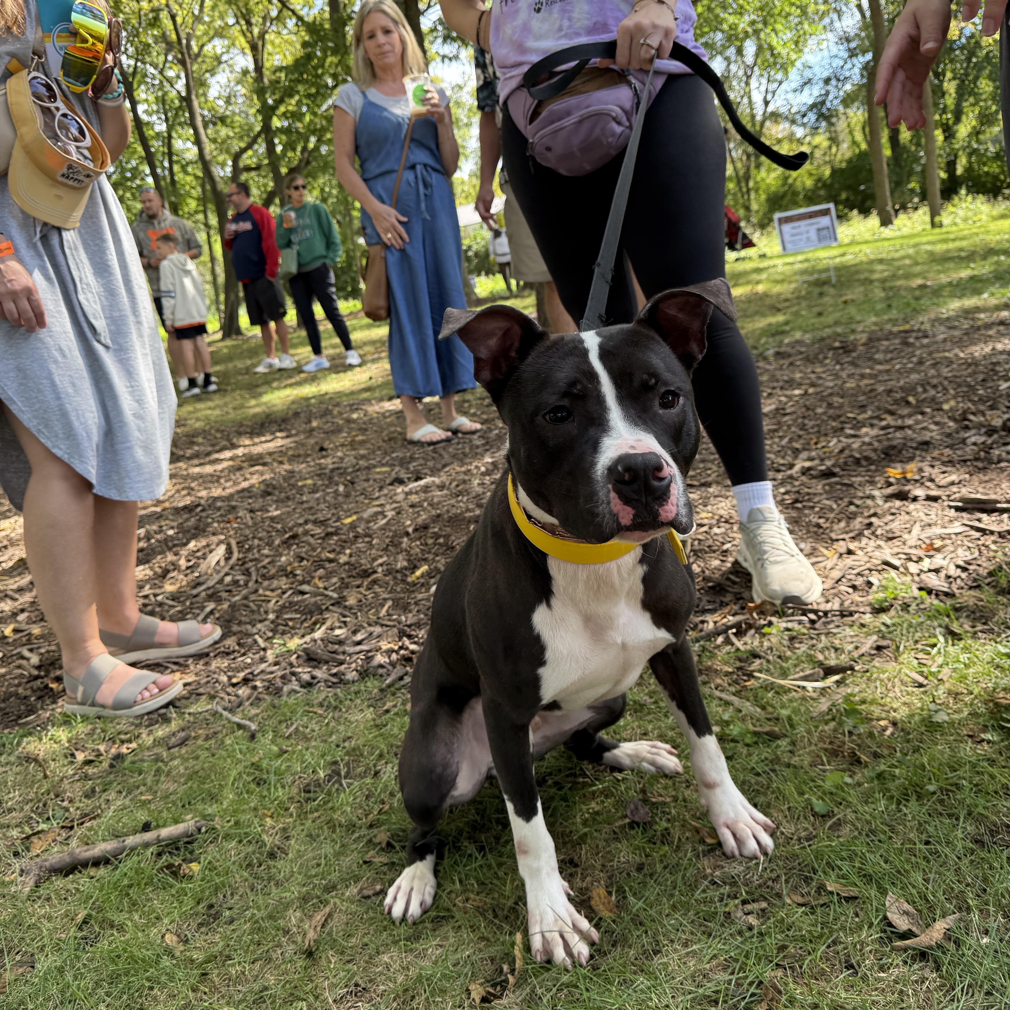 A young medium-sized male Pit Bull Terrier dog named Bob for adoption in Oswego, IL