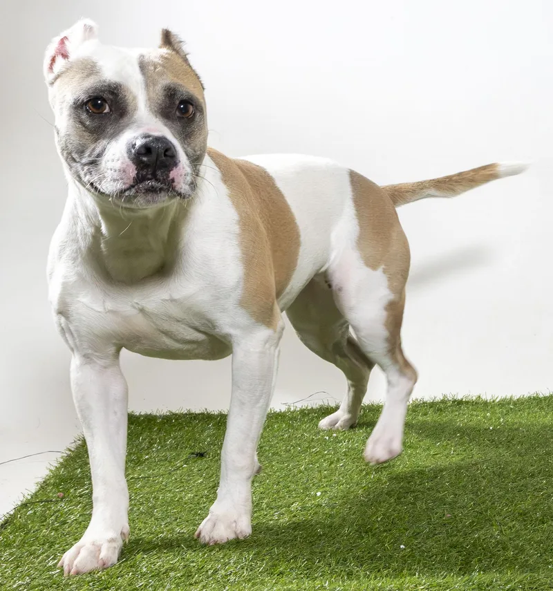 An adult medium-sized female Mixed Breed dog named Lyla for adoption in Harvey , LA