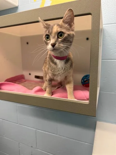A young small-sized female Domestic Short Hair cat named Wilma for adoption in Peoria, IL