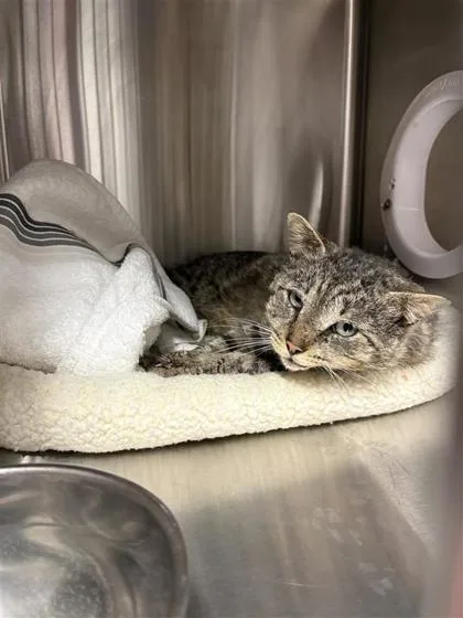 An adult medium-sized male Domestic Short Hair cat named Haru for adoption in West Chester, PA