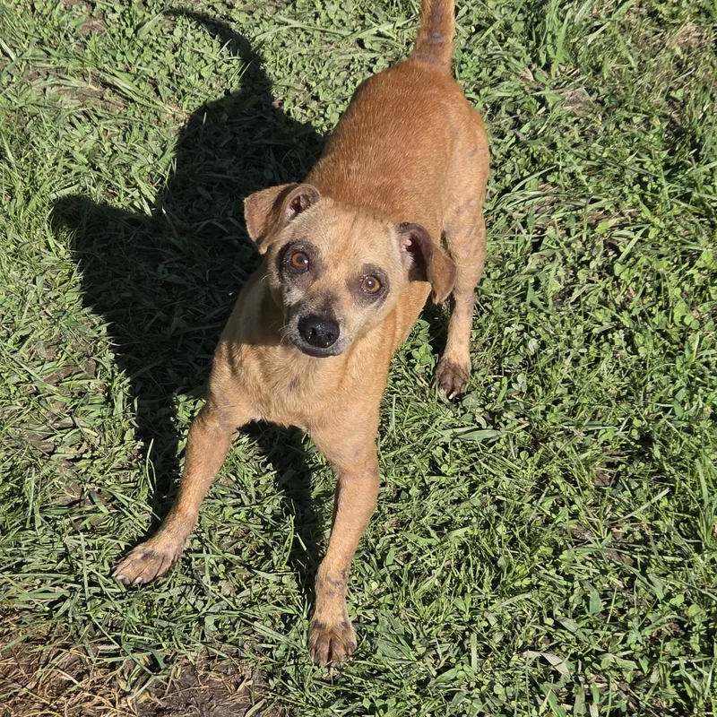 An adult small-sized male Yellow / Tan / Blond / Fawn Chihuahua dog named Rebel for adoption in Diamond, OH