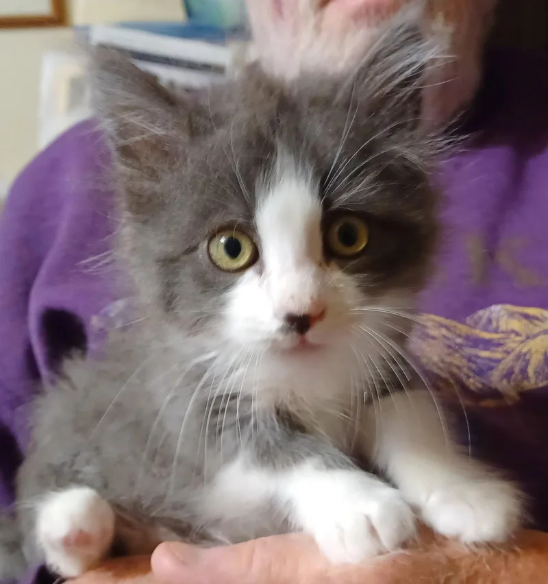 A baby small-sized female Gray & White Maine Coon cat named Truffle for adoption in San Jose, CA