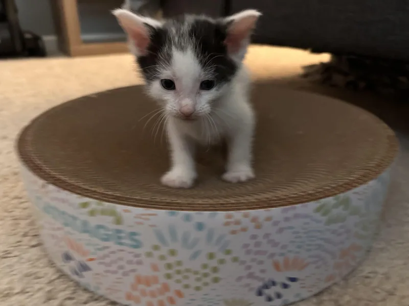 A baby small-sized male White Domestic Short Hair cat named Mellow for adoption in Canal Winchester, OH