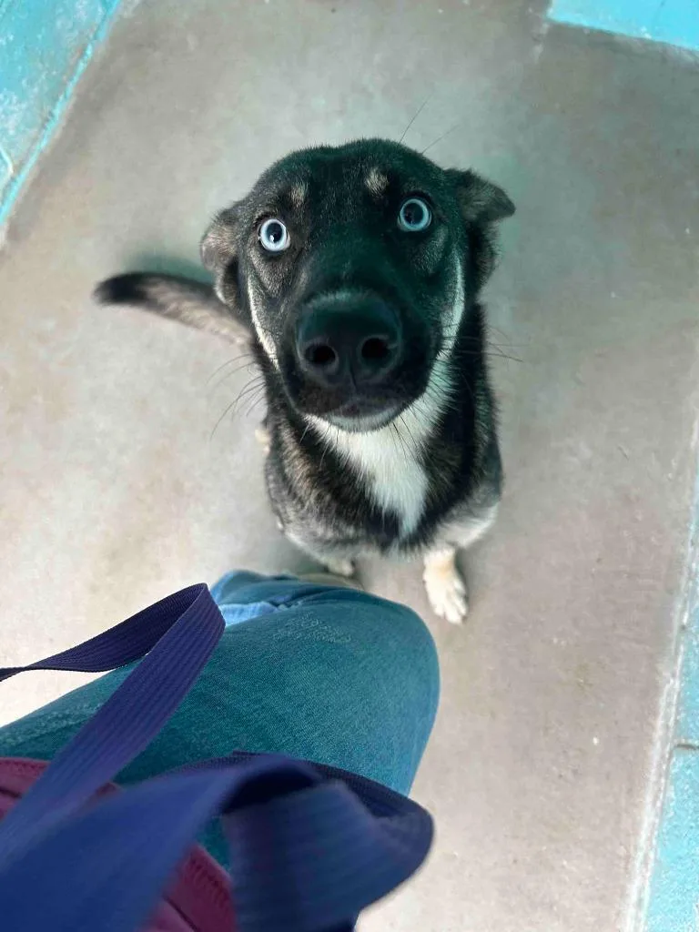 A baby medium-sized female German Shepherd Dog dog named Sharky for adoption in Glen Rose, TX
