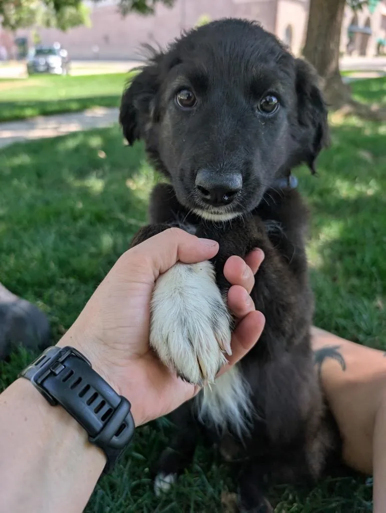 A baby medium-sized female Terrier dog named Chelada for adoption in Fort Lupton, CO