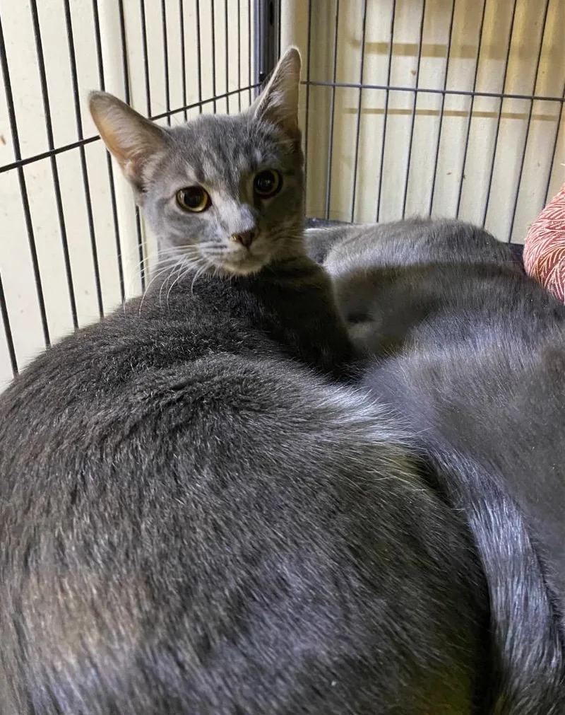 Cosmic Brownie thumbnail 2