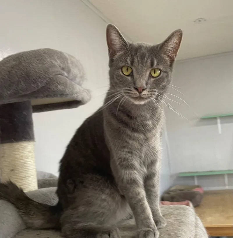 Cosmic Brownie thumbnail 3