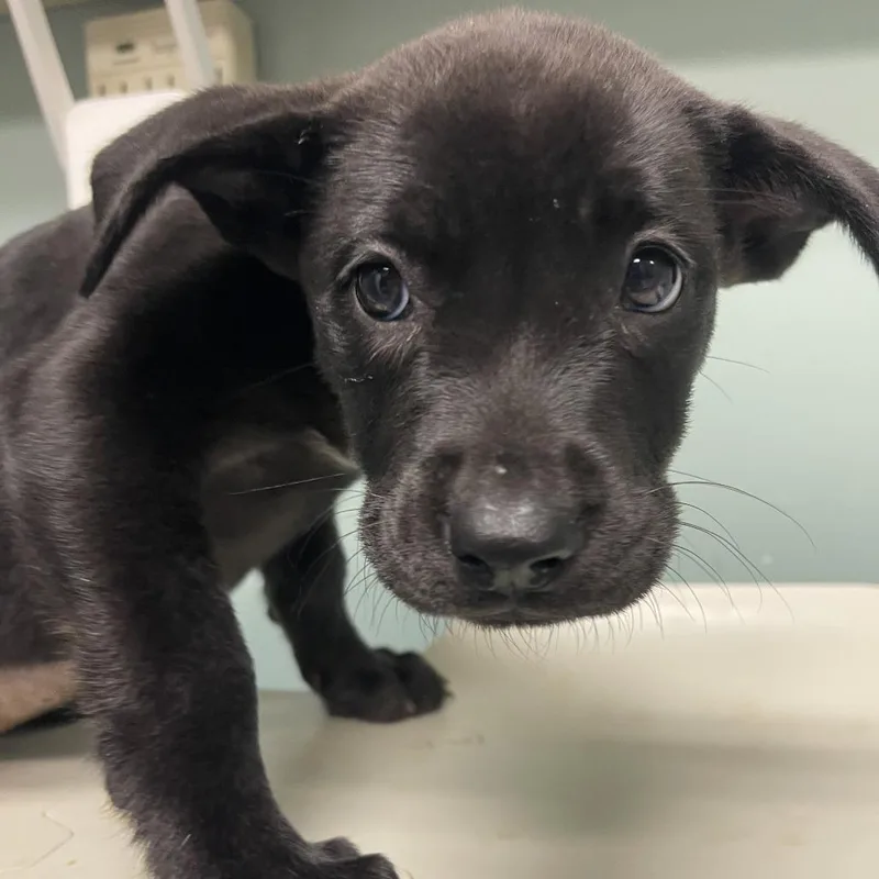 A baby small-sized female Black Shepherd dog named Oracle for adoption in Shawnee, KS