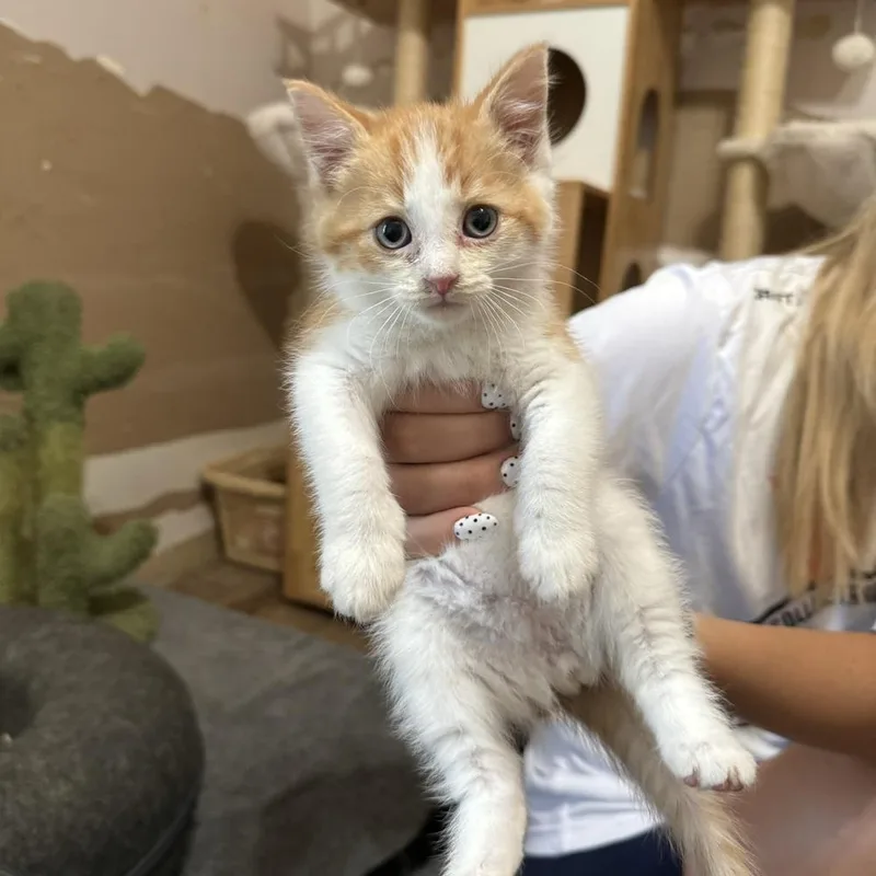 A baby medium-sized male Domestic Short Hair cat named Corvette for adoption in China Township, MI