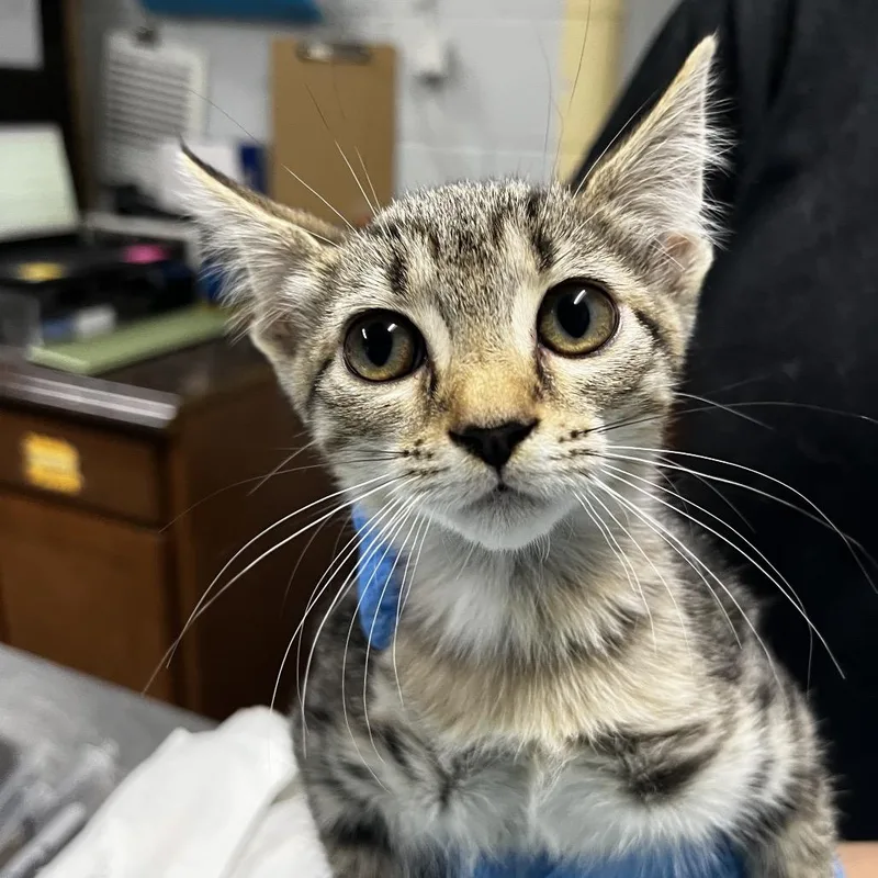 A baby small-sized female Brown / Chocolate Domestic Short Hair cat named Mable for adoption in Summerville, SC