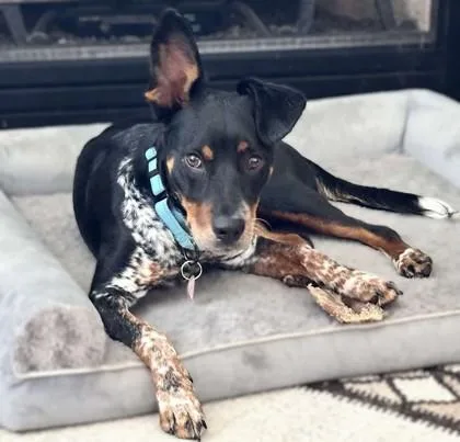 An adult medium-sized female Hound dog named Alice for adoption in Washington, DC