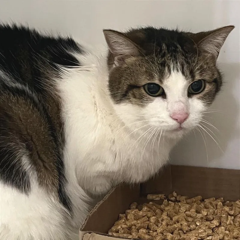 A senior large-sized female White Domestic Short Hair cat named Loli for adoption in Chattanooga, TN
