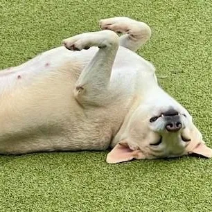 An adult medium-sized female Labrador Retriever dog named Margarita for adoption in Norwalk, CT