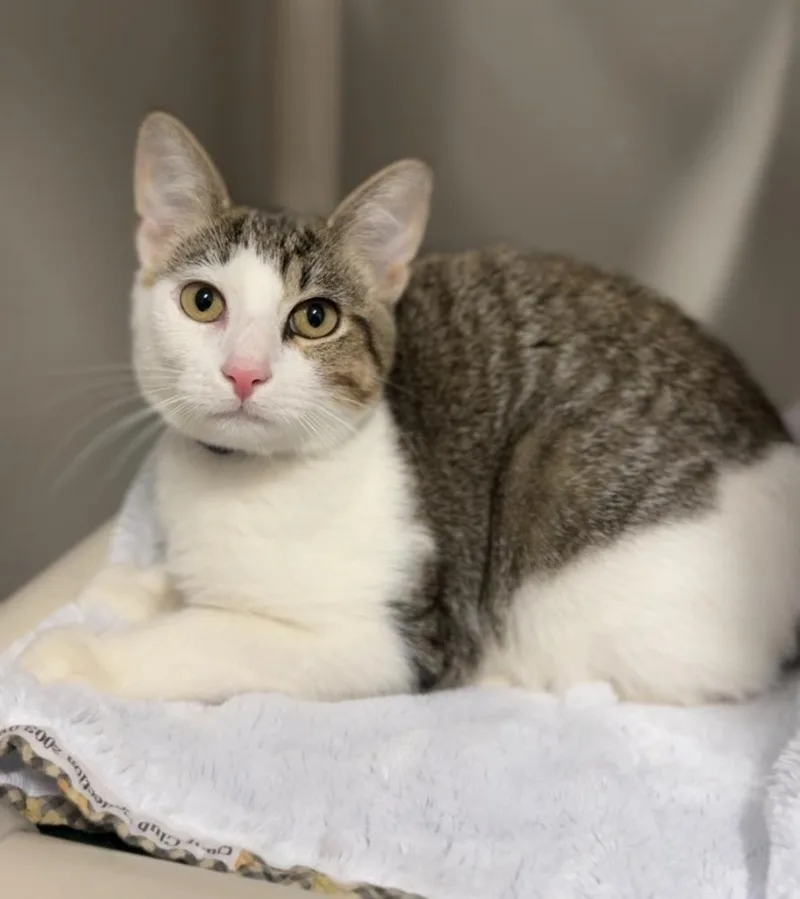 A baby small-sized male Gray & White Domestic Short Hair cat named Milo for adoption in Bemidji, MN