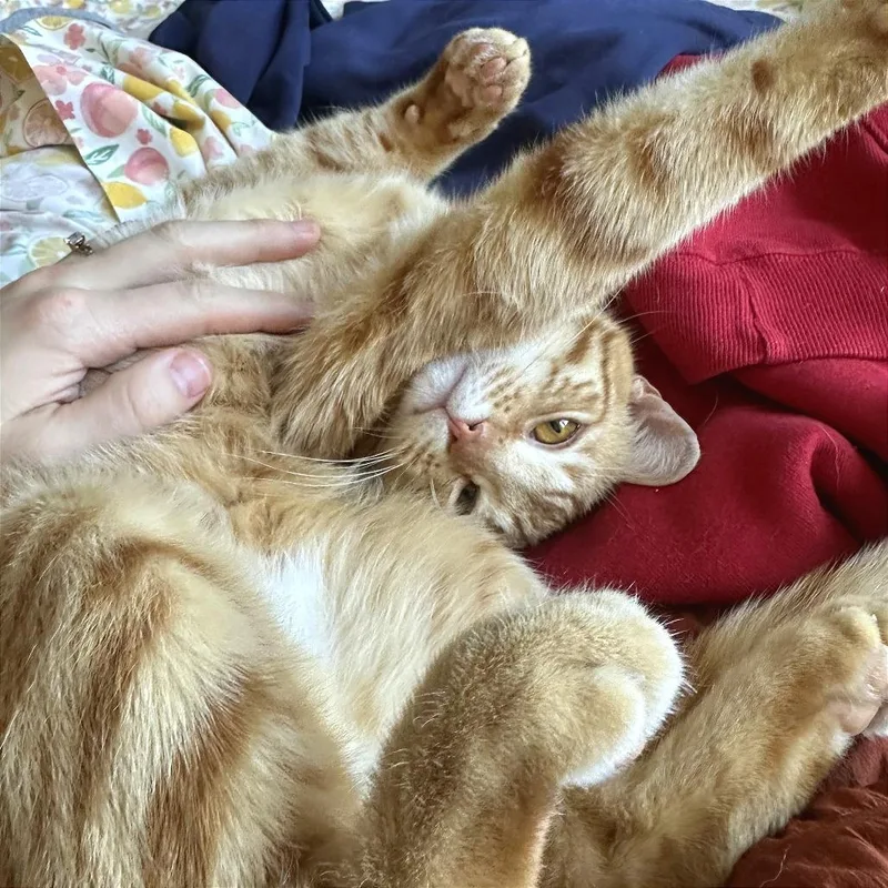 Chicken Tender thumbnail 2