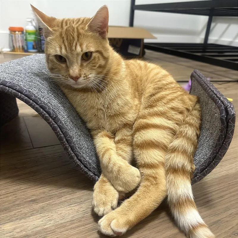 Chicken Tender thumbnail 3