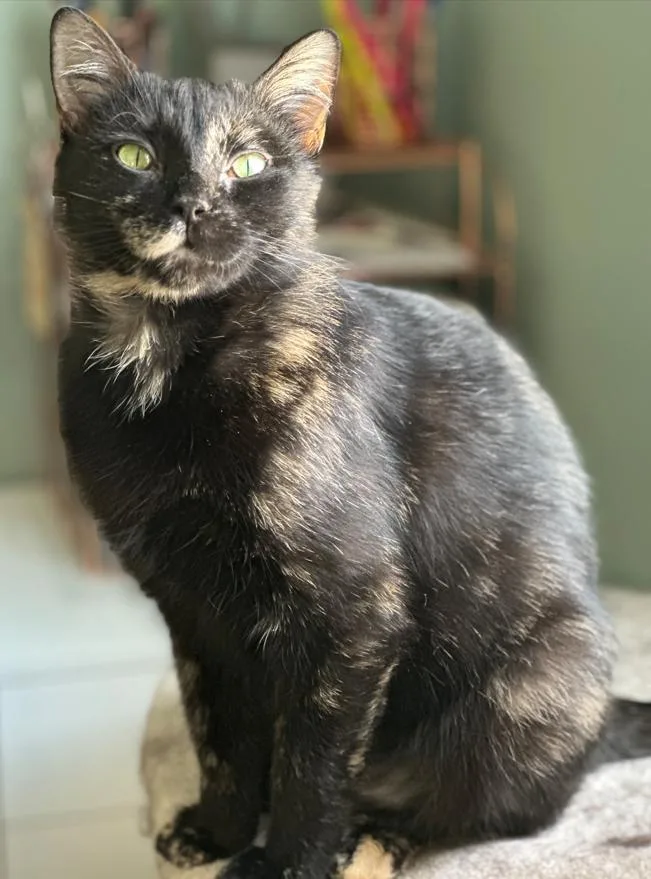 A young medium-sized female Tortoiseshell Domestic Short Hair cat named Eden for adoption in Rochester, NY