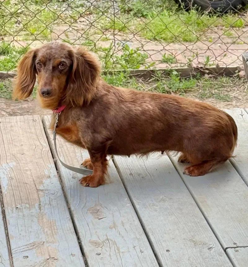 An adult small-sized female Dachshund dog named Nora for adoption in Richmond, KY
