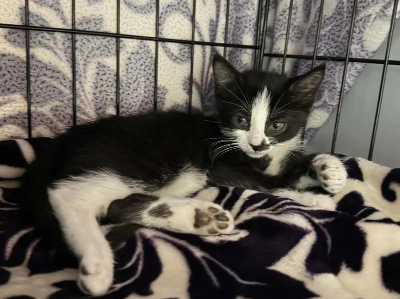 A baby small-sized male Domestic Short Hair cat named Jellybean for adoption in Orlando, FL