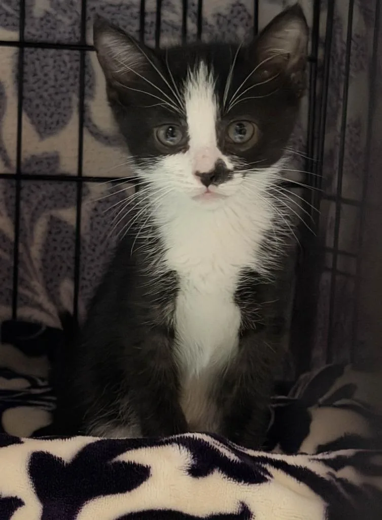 Jellybean thumbnail 2