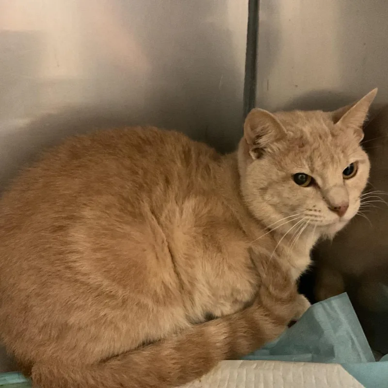 A senior medium-sized male Buff / Tan / Fawn Domestic Short Hair cat named Viper for adoption in Monroe, LA