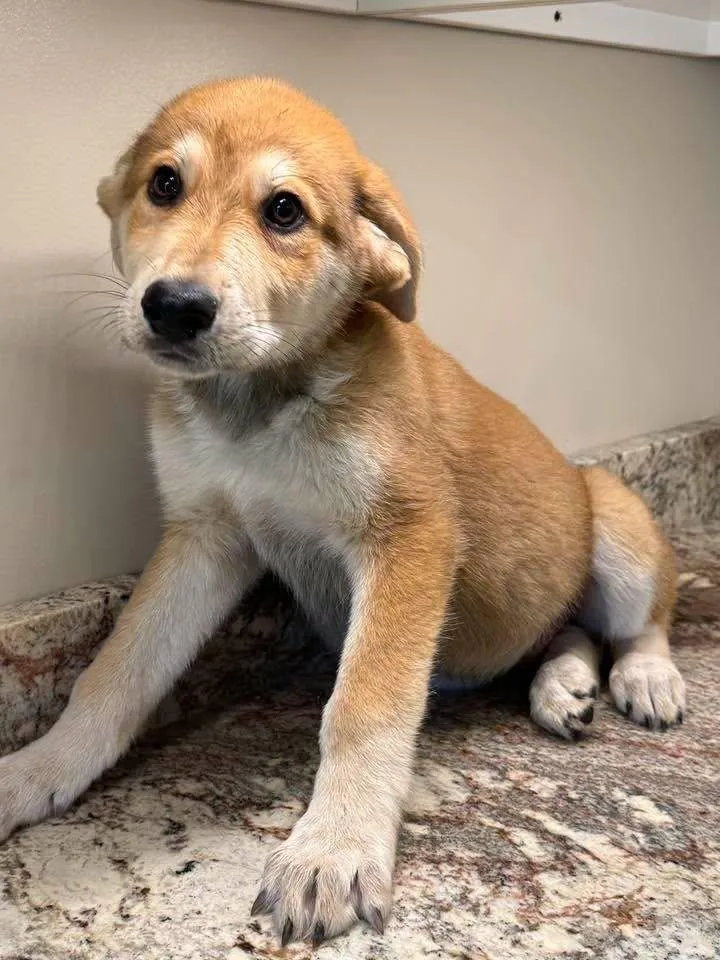 A young medium-sized male German Shepherd Dog dog named Sparky for adoption in Guntersville, AL