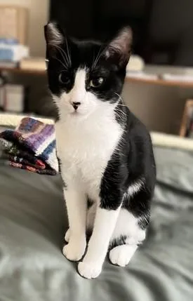 A baby medium-sized female Black & White / Tuxedo American Shorthair cat named Minnie for adoption in Laguna Woods, CA