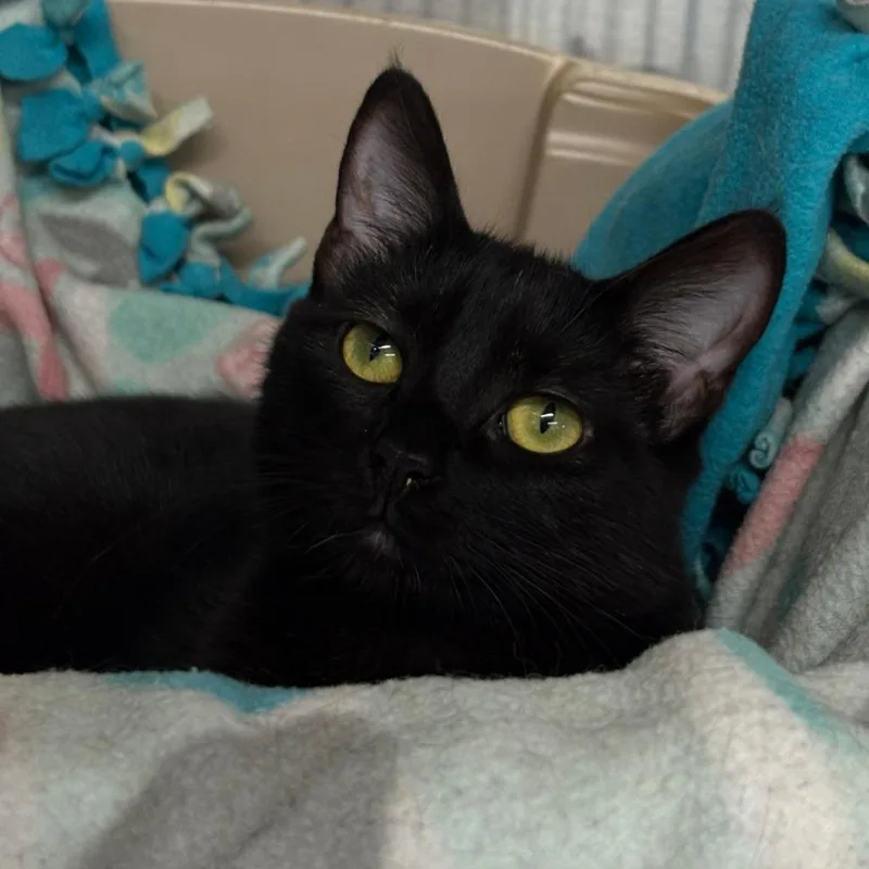 A baby small-sized female Domestic Short Hair cat named Suri for adoption in Coupeville, WA