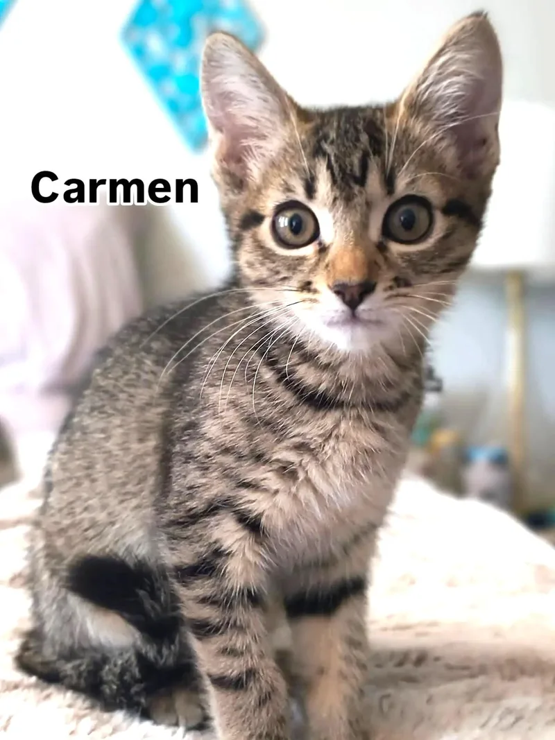 Carmen Lots of Fun thumbnail 5