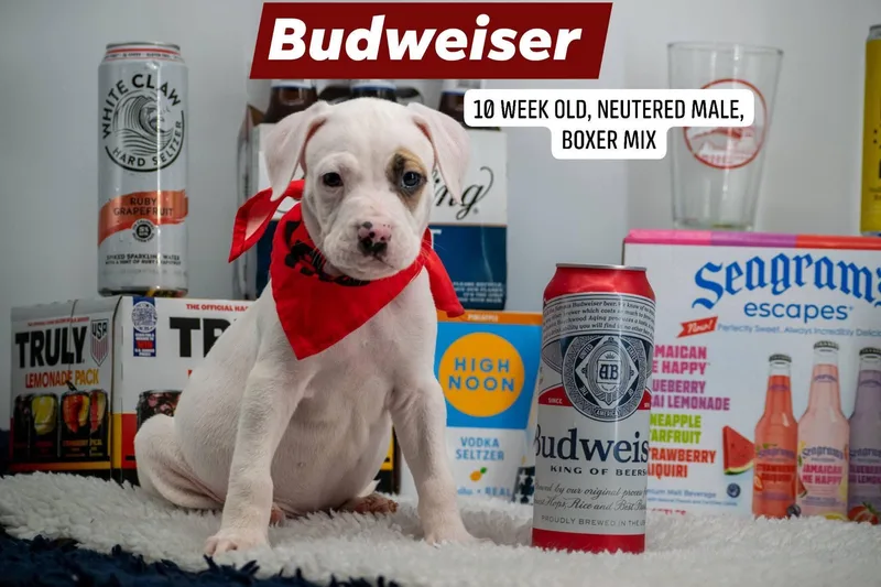Budweiser