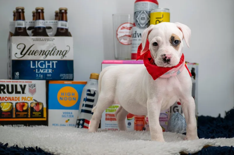 Budweiser thumbnail 2