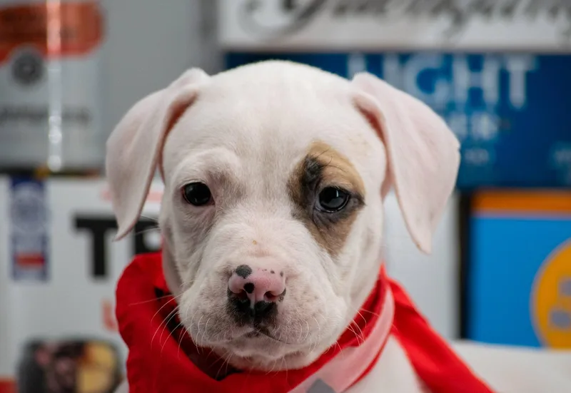 Budweiser thumbnail 3