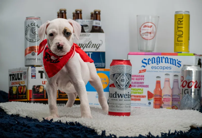 Budweiser thumbnail 4