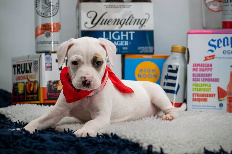 Budweiser thumbnail 5