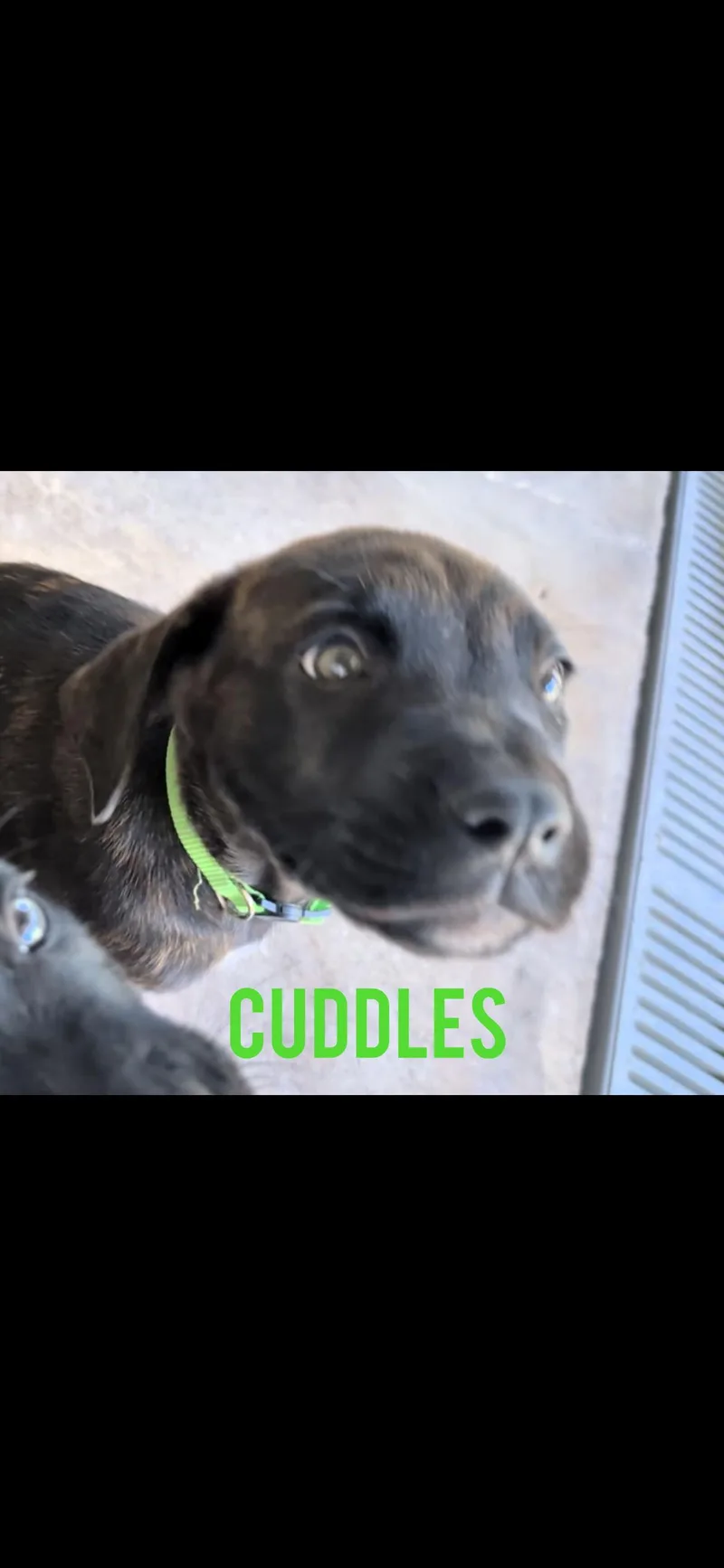 Cuddles