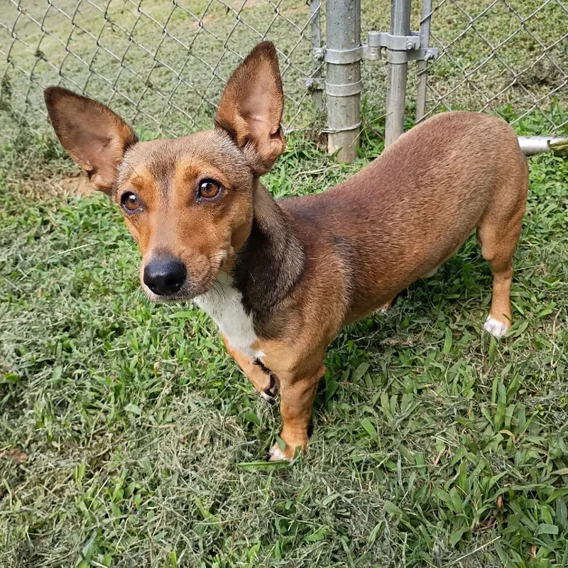 An adult small-sized male Brown / Chocolate Chihuahua dog named Copper for adoption in Tyler, TX
