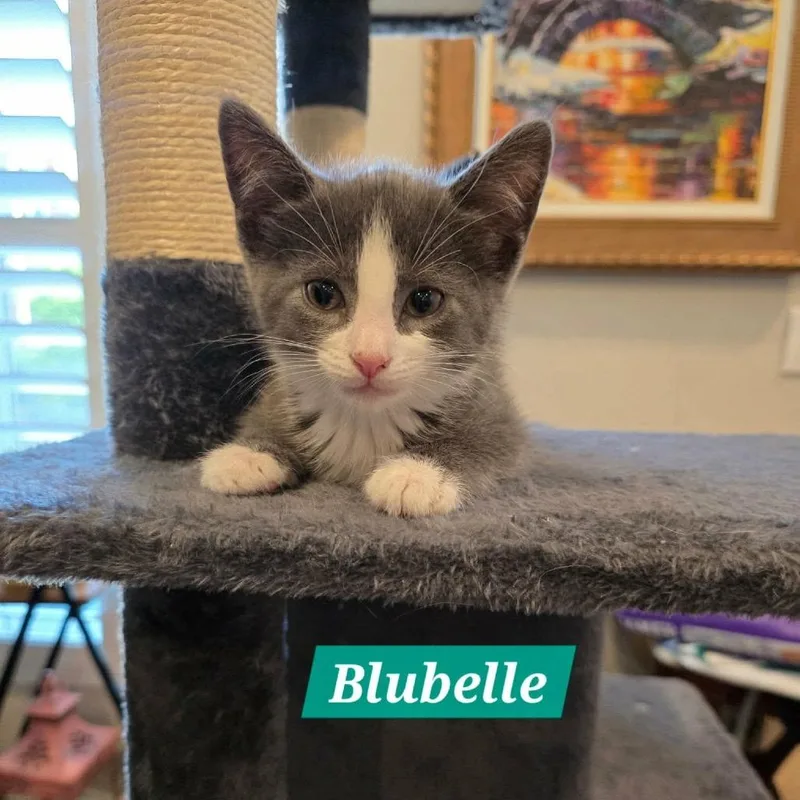 A baby small-sized female Gray / Blue / Silver Domestic Short Hair cat named Blubelle for adoption in Reisterstown, MD