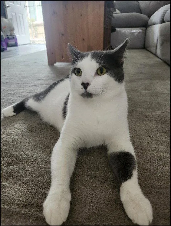 An adult large-sized male Domestic Short Hair cat named Smudge for adoption in Monrovia, CA