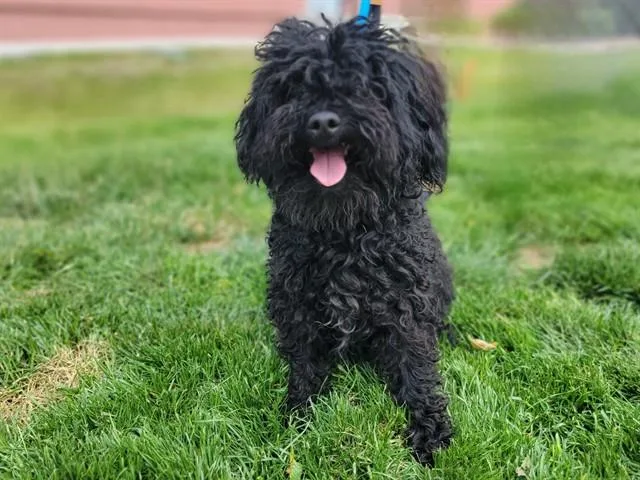 Benny